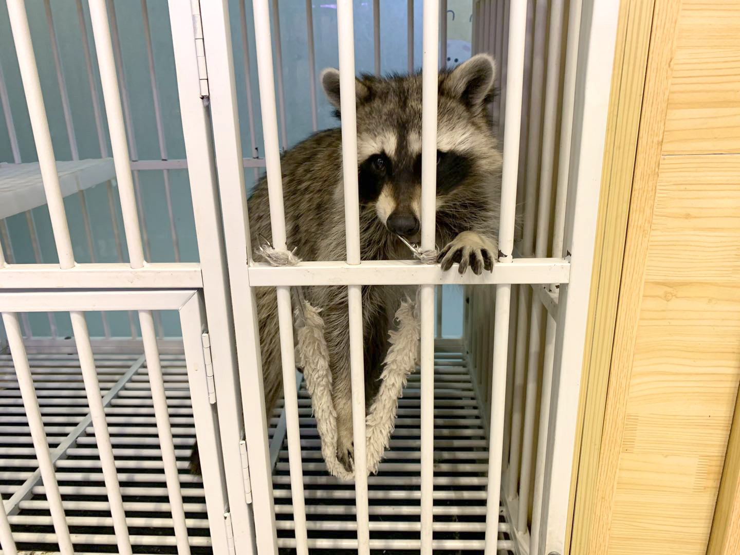 撸动物的网红店顺德,撸小动物的网红店北京世纪金源