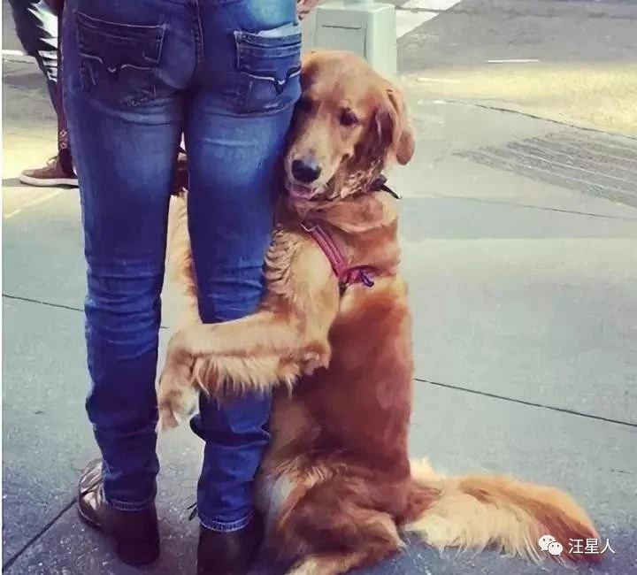 金毛训练抱腿,金毛抱住腿