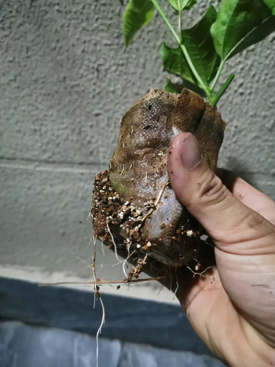 一根枝插土里就能成活的果树,大树枝直接插土里能活吗