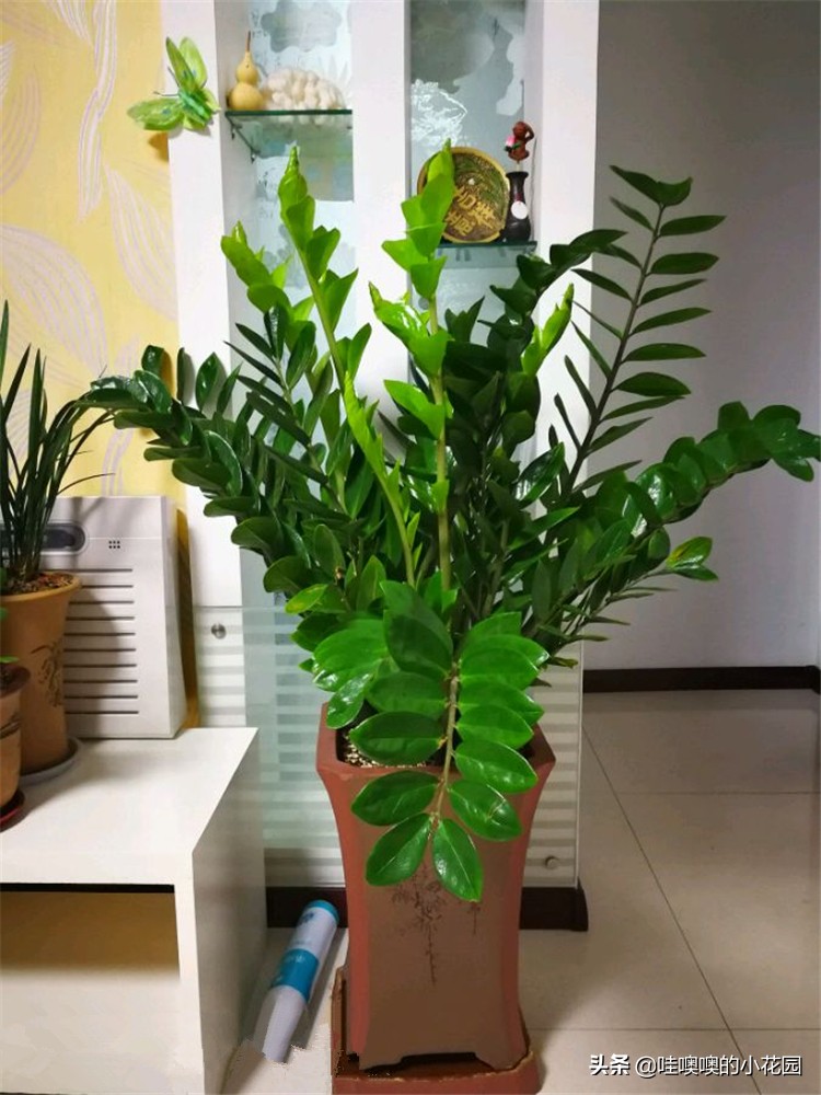 金钱树往下趴要怎么弄,金钱树倒伏
