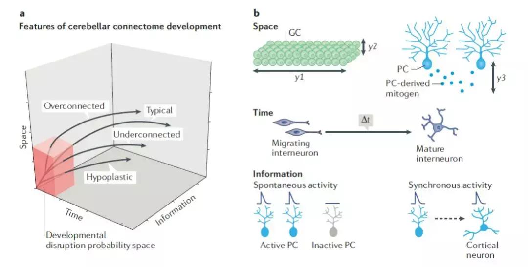 nature关于脑的成果,小脑功能最近研究