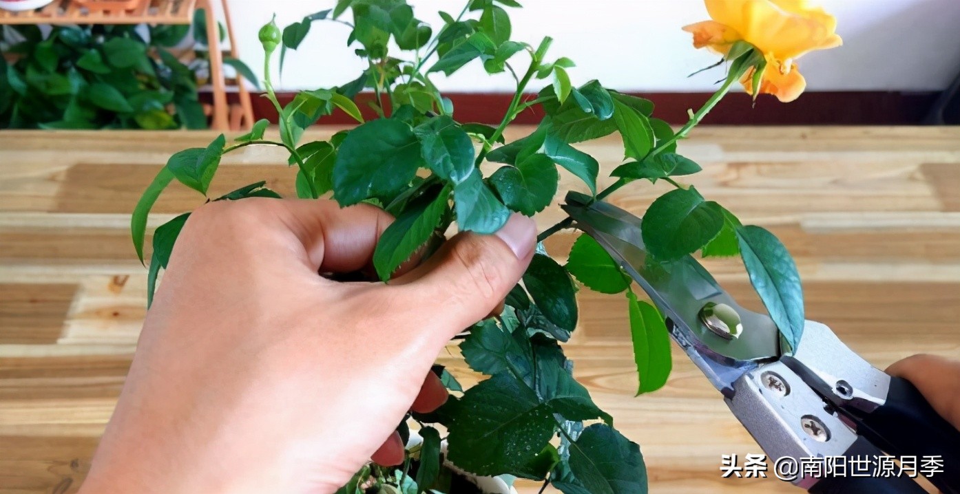 扦插小苗存活率百分之百的方法,扦插2.0撞墙法原理