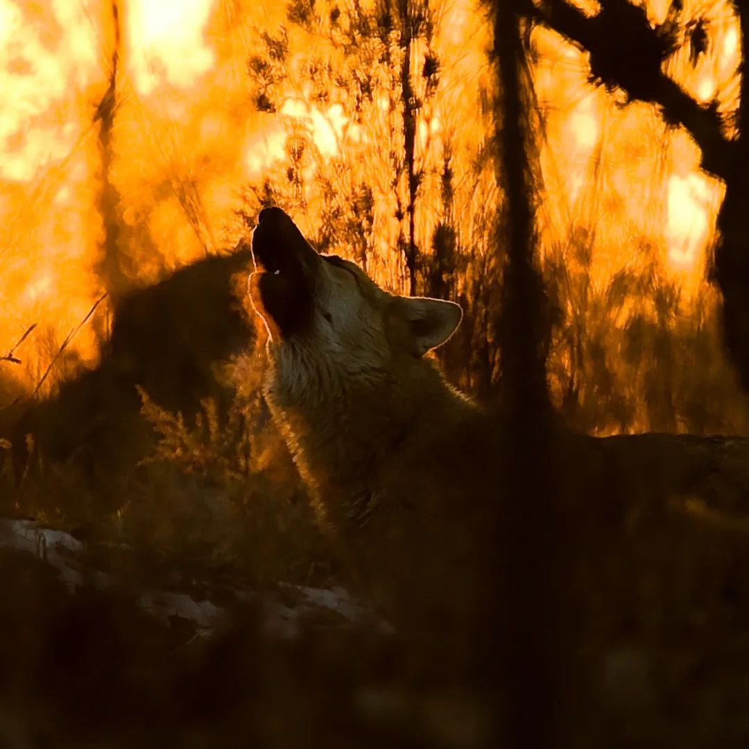 不保护就晚了！你最爱的干（小）脆（熊）面（猫）比大熊猫还濒危