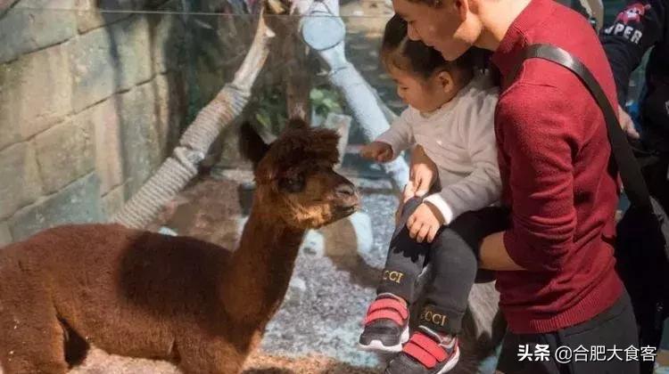 合肥动物园值得看的地方,合肥最好玩的动物园是哪
