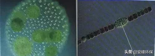 自养异养和好氧厌氧的区别,自养和异养需氧厌氧