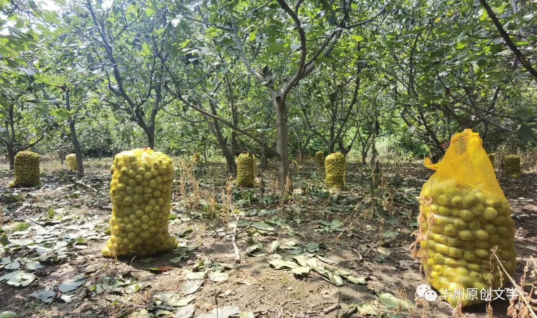 「老敏」漫话核桃