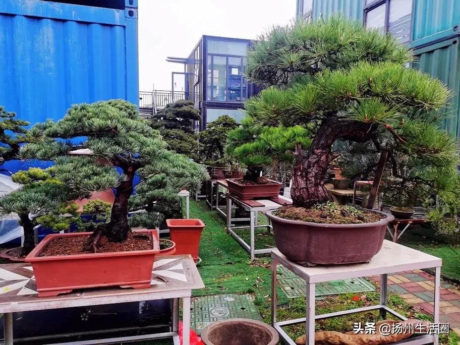 扬州花卉市场大全,扬州西区花卉市场