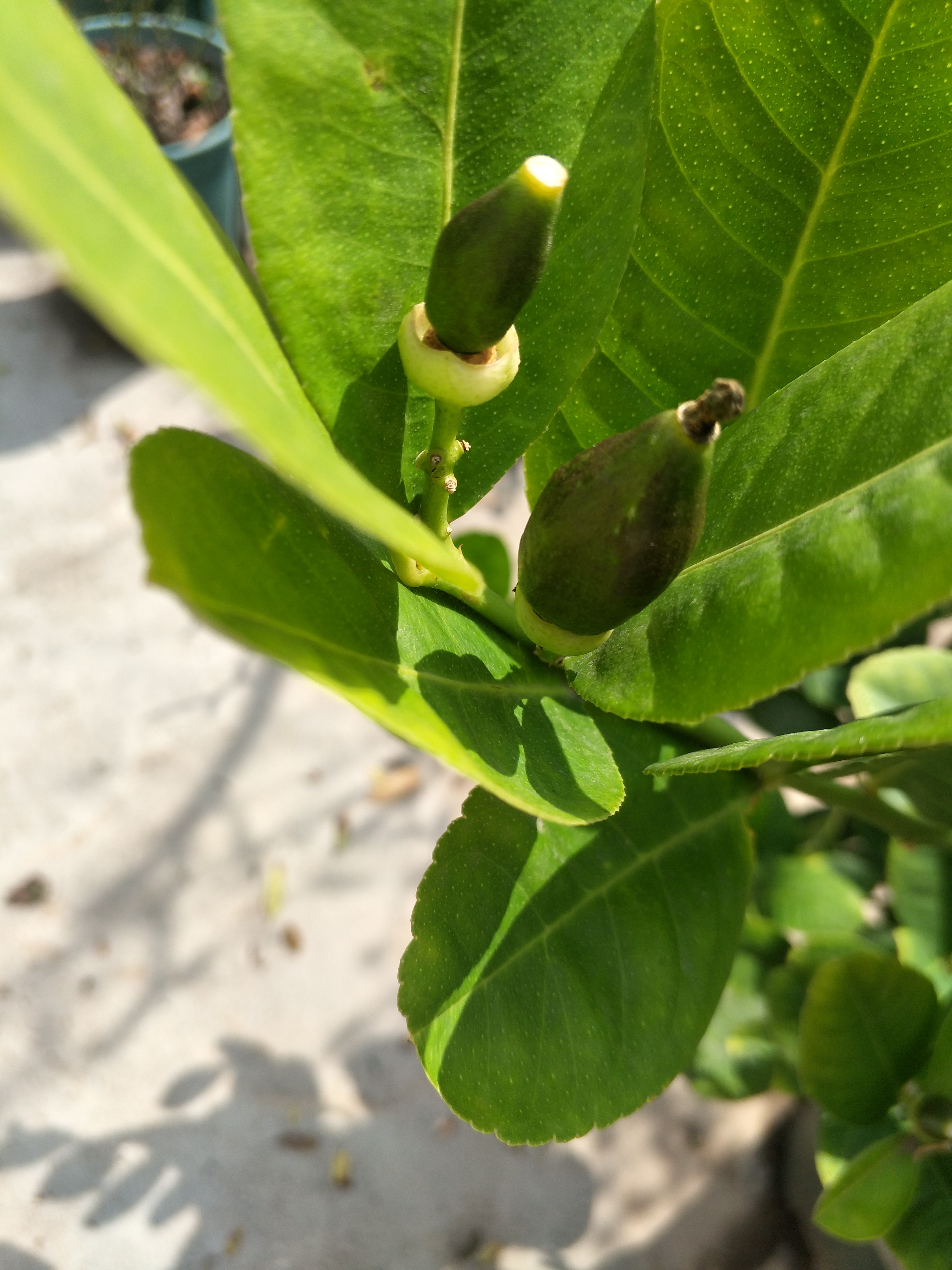 柠檬落花落叶,盆栽柠檬只开花不结果怎么办