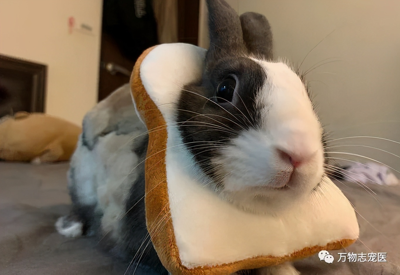 兔子有没有粉色,兔子有只眼睛看不见黑瞳都是白的