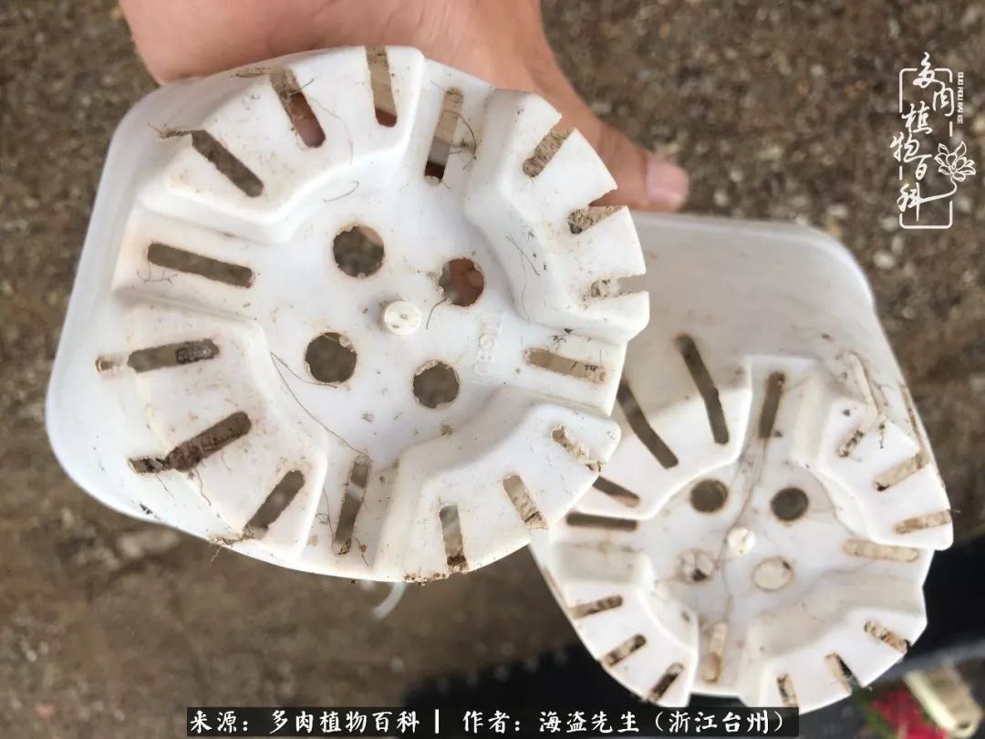 多肉玫瑰多少度休眠,多肉玫瑰唤醒教程