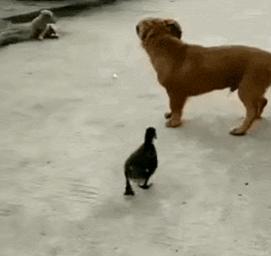 人狗大战电影免费观看,第一次人机大战视频