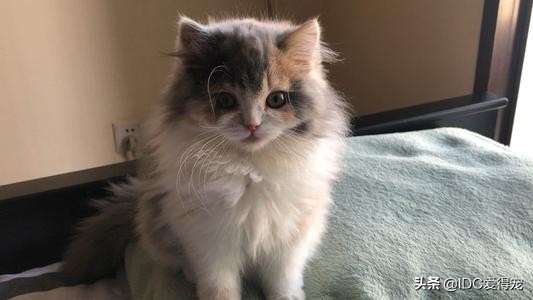 猫咪的性别用什么符号表示,刚出生的猫咪怎么分辨性别