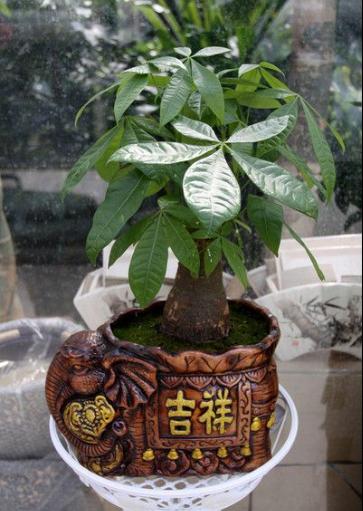 发财树叶子起皱是怎么回事,发财树叶子老下垂怎么办