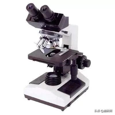 显微镜下的猫屎，竟然和这么多食物都撞脸？