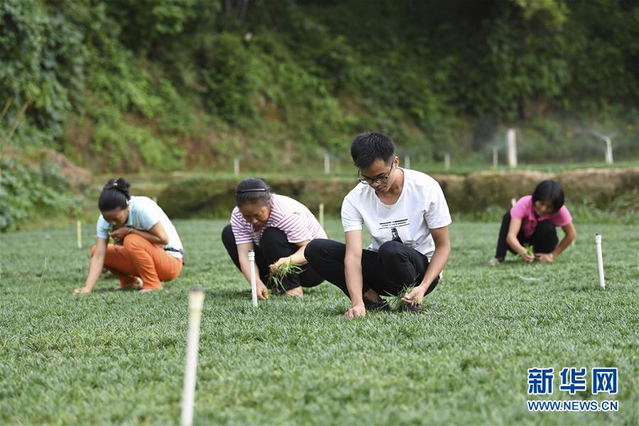 一个回乡创业的90后,回村种甘蔗的90后