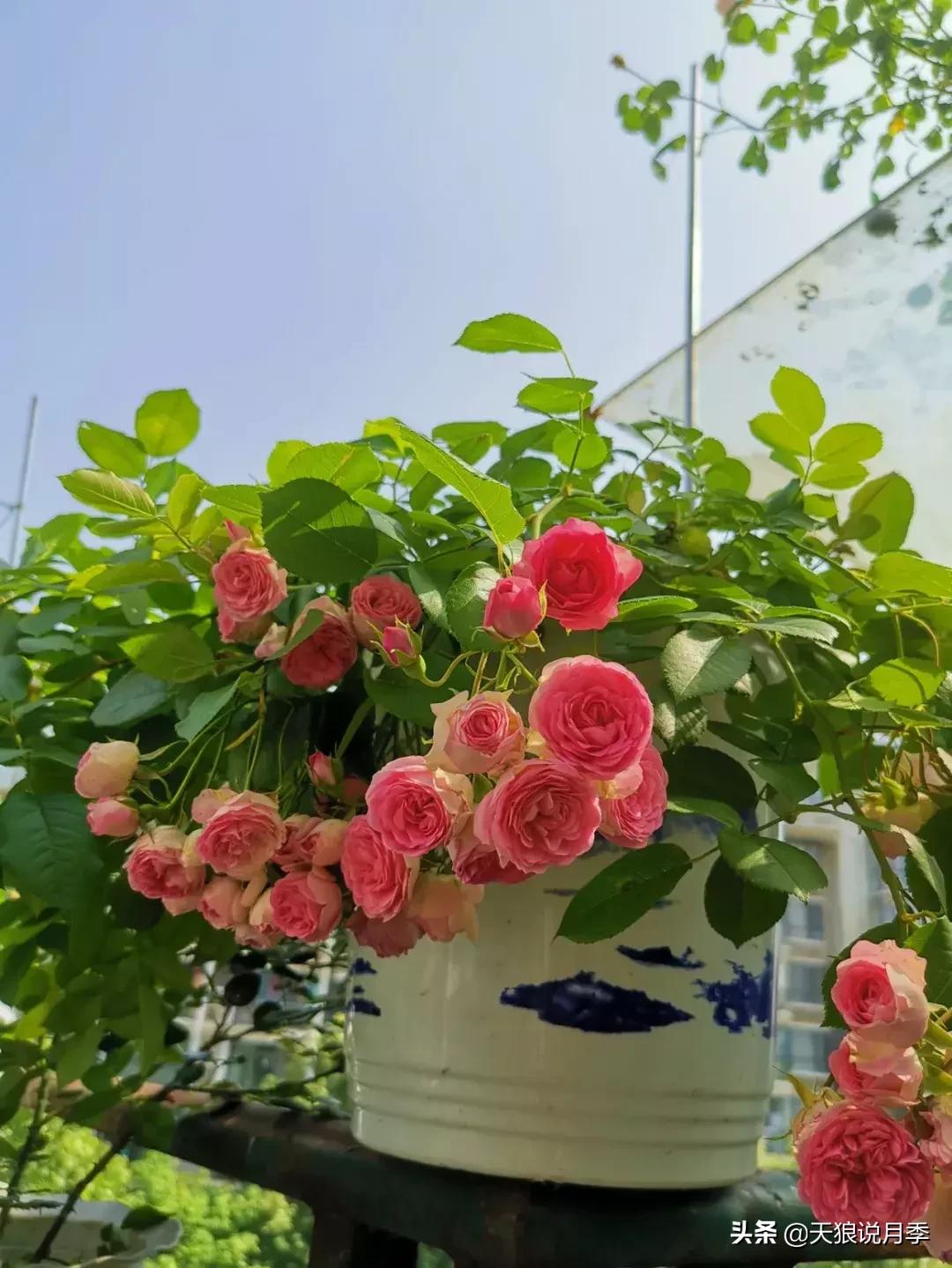 抗病性好的月季推荐,哪些月季品种抗病强