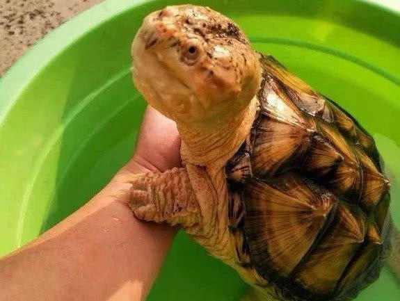 钓了这么多年鱼,有人钓到100多斤的大鳄龟