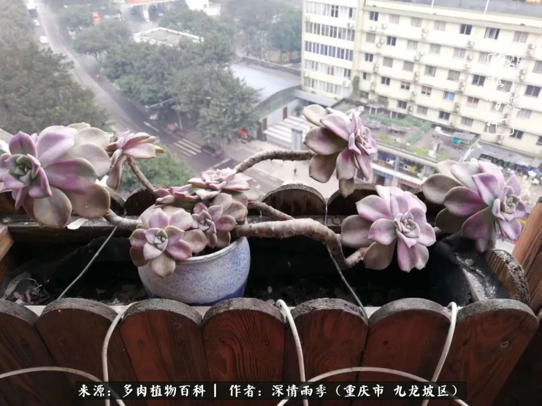 在重庆养多肉养的是一种信仰,重庆养多肉适合用什么土