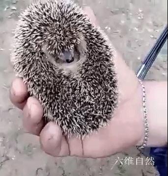 刺猬常常把它的身体缩成一个圆球,刺猬受到惊吓缩成一个球