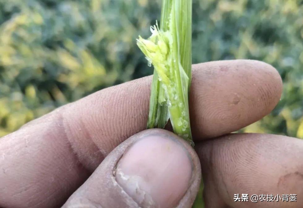 冬季蔬菜低温冻害常发生,14个预防措施、5个补救方法能帮你