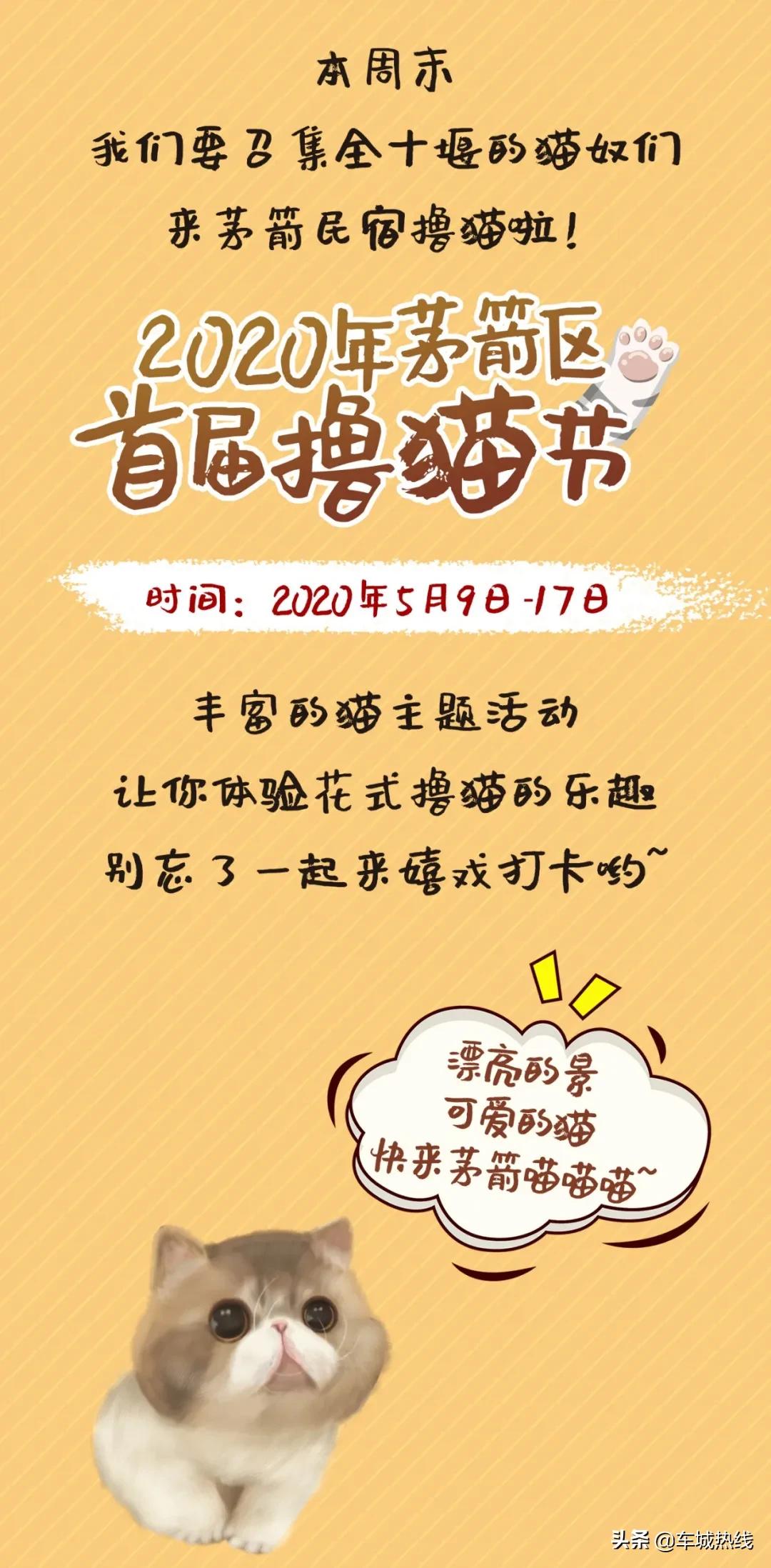 萌化了！十堰茅箭区首届撸猫节，周末约起