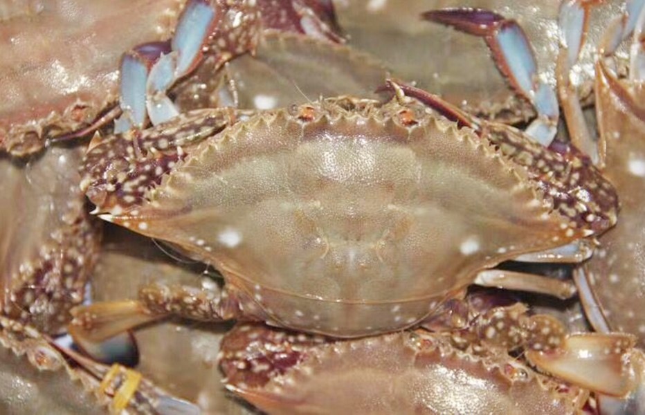 买到这样的梭子蟹千万别吃不新鲜,渔民挑梭子蟹的技巧分享给大家