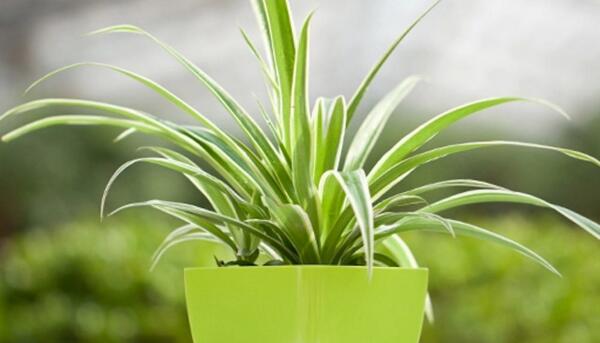 栀子花怕甲醛吗,栀子花吸甲醛效果好吗