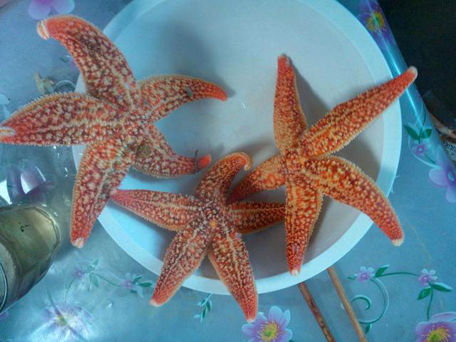 一轮骄阳升日照，二夜美梦伴海涛，三天渔家海鲜饱朋友同行欢笑多