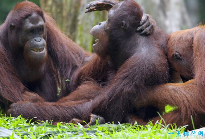 旅游指南金马仑高原最美打卡圣地,马来西亚金马仑景点