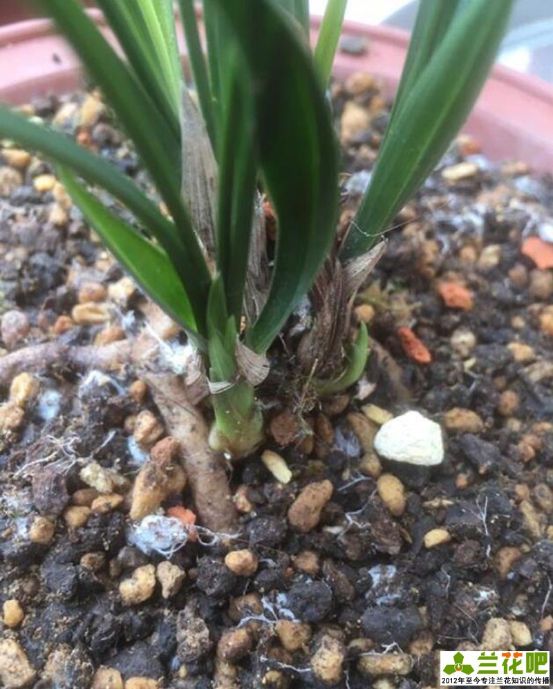 兰花植料里出现的“白色丝状物”对兰花有害吗？