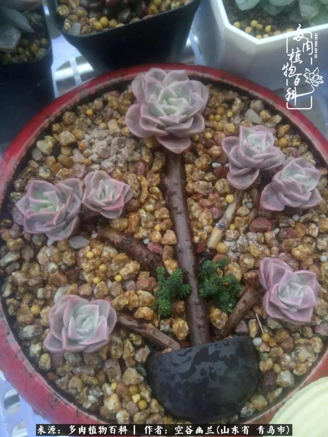 多肉最美的时光,多肉惊艳我的时光