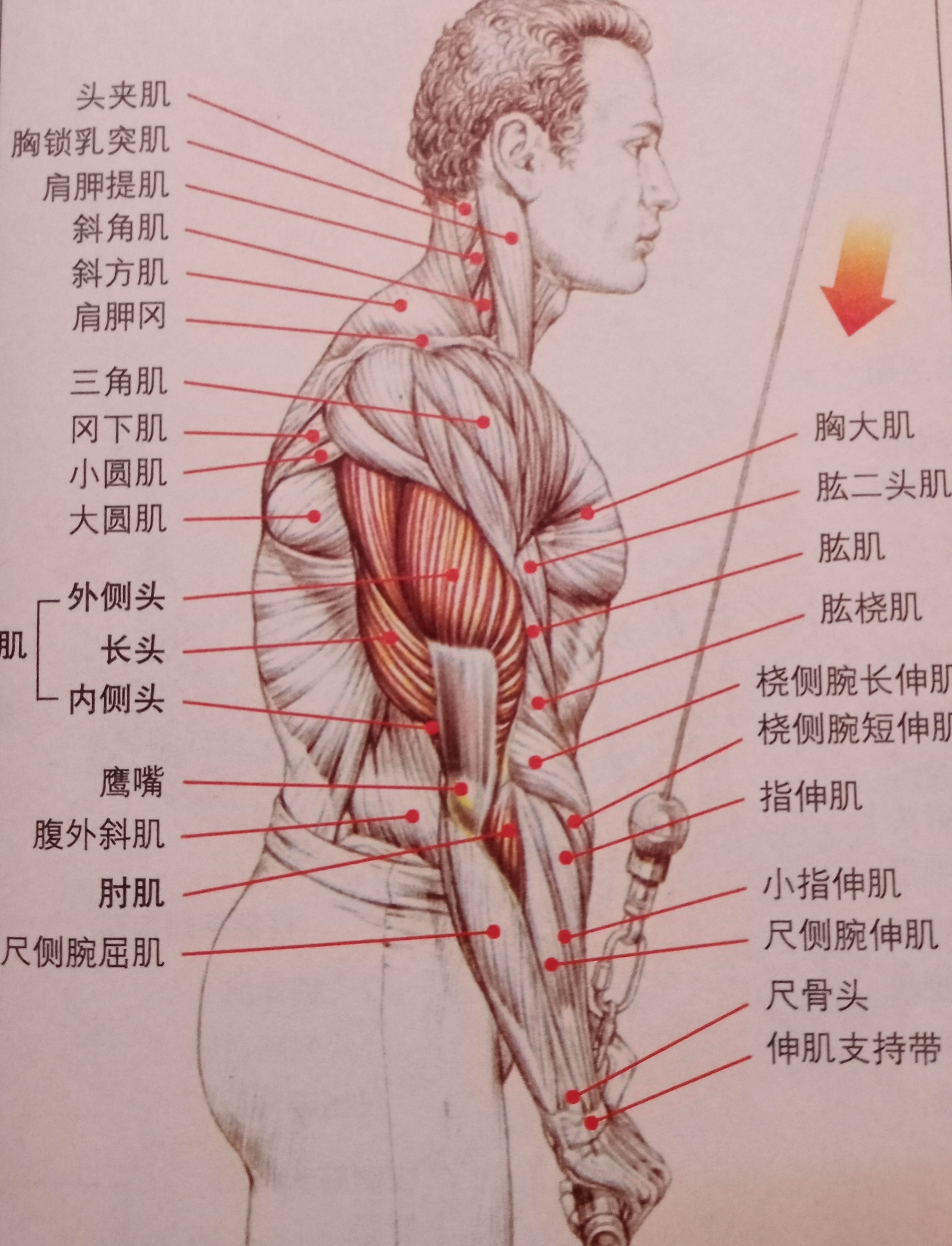 练肱三头肌会使手臂更粗吗,肱三头肌细怎么变粗