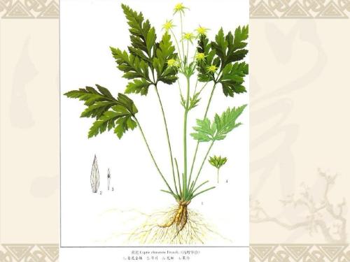 被子植物源自何方？它们有着怎样的特点。我们应该去哪里找寻