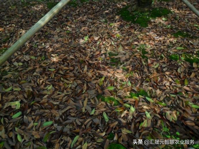 荔枝叶子有点黄怎么办,荔枝叶起疙瘩