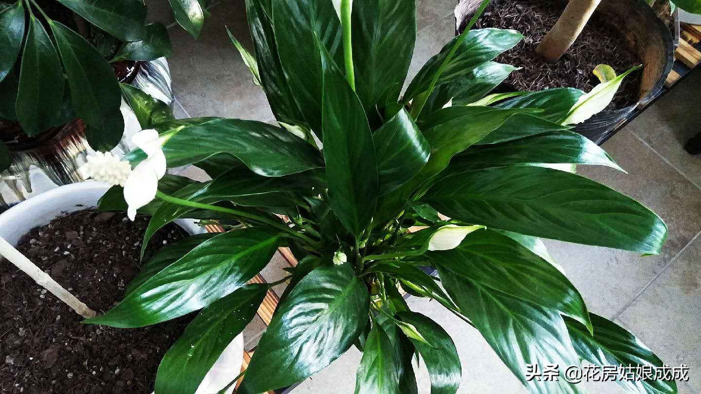 过年回去家里的花怎么办,过年花花草草怎么浇水