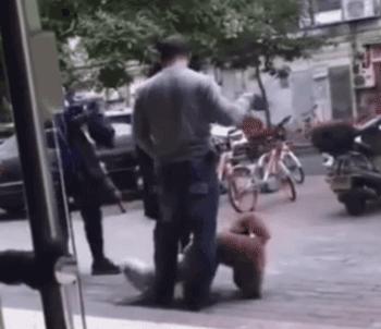 狗狗交配时强行将它们分开？脑子是个好东西，希望你能有！