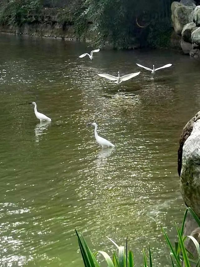 珍稀鸟类现身成都,在双流春游看花