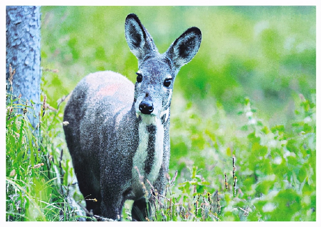 缁挎按闈掑北鏂扮敾鍗风敓鎬佹枃鏄庢柊鏍囨潌,缁挎按闈掑北涓嶅繕鍒濆績