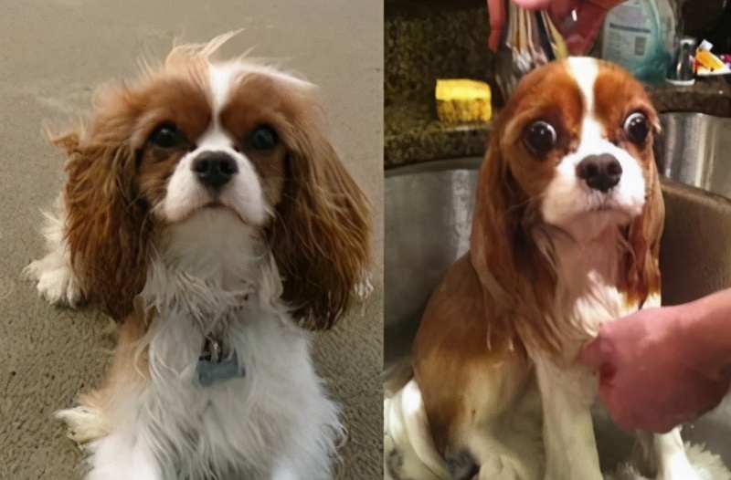 狗狗为什么抗拒洗澡,狗狗为什么抗拒在卫生间上厕所