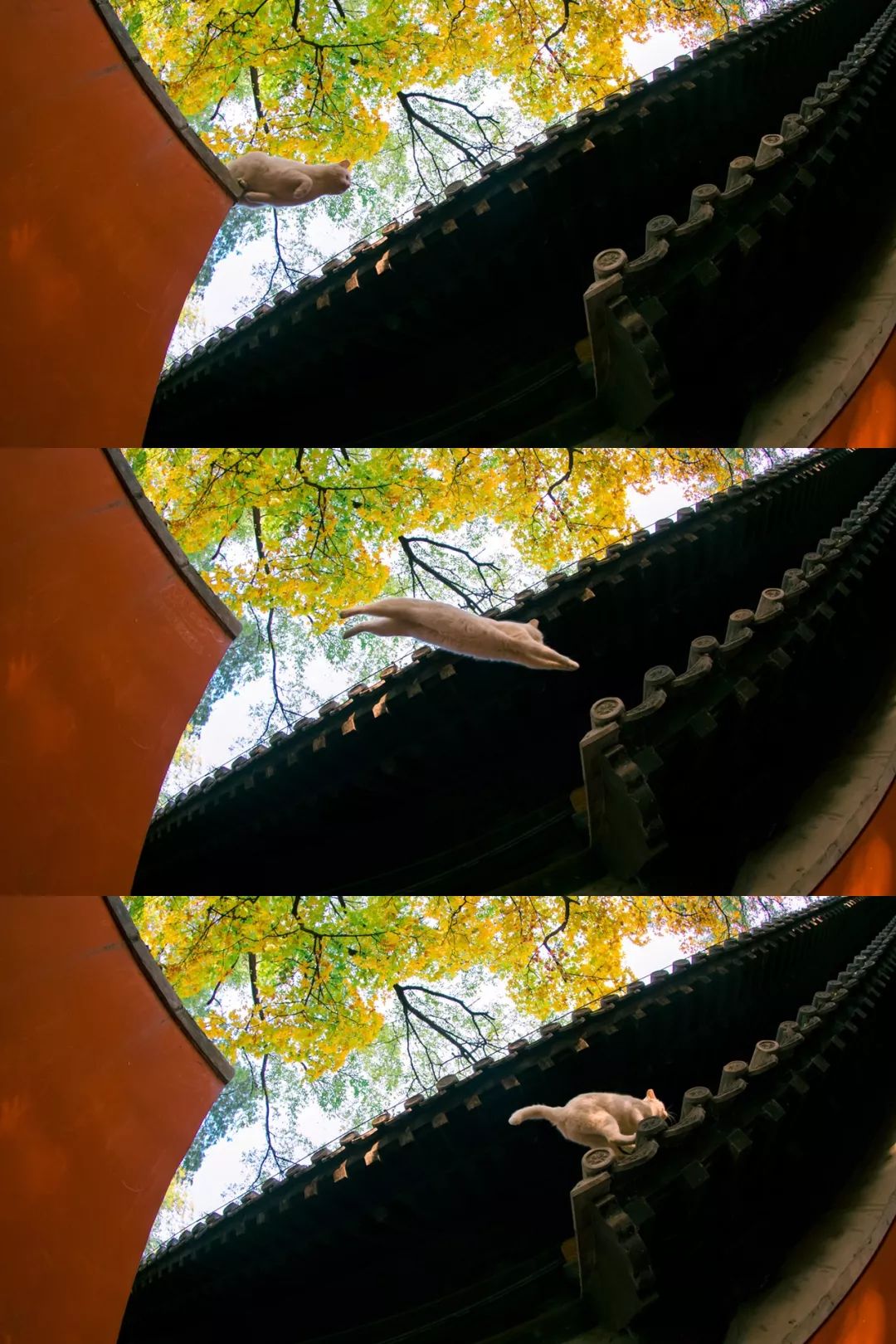 大觉寺里面的猫,大觉寺秋色