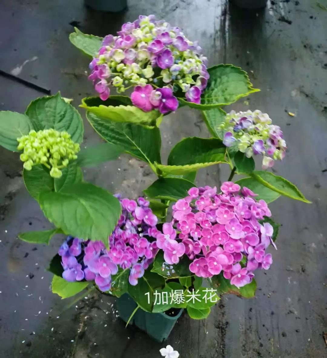 春季绣球叶子发皱怎么回事,夏季绣球老叶子都干枯怎么处理