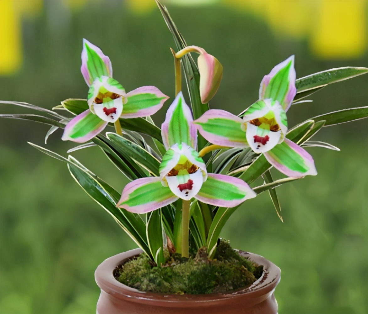 兰花图片及品种金边兰,兰花界的扛把子花色神秘叶带金边