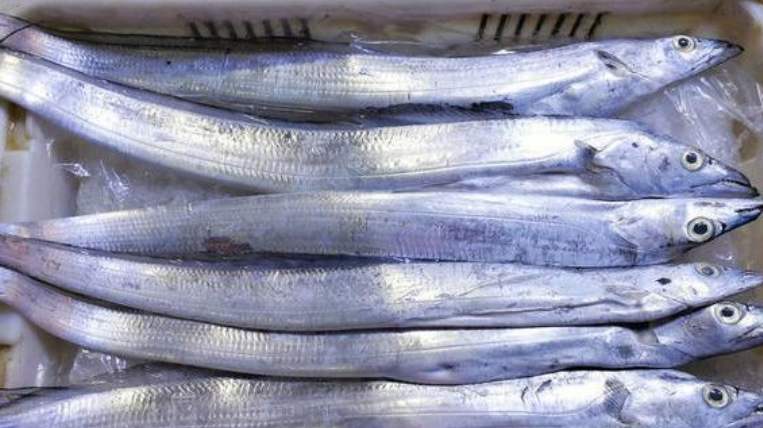 带鱼选购技巧,买带鱼怎么挑选新不新鲜