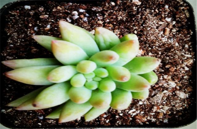 千佛手叶片上有黑点还掉叶怎么办,千佛手一直不长怎么回事