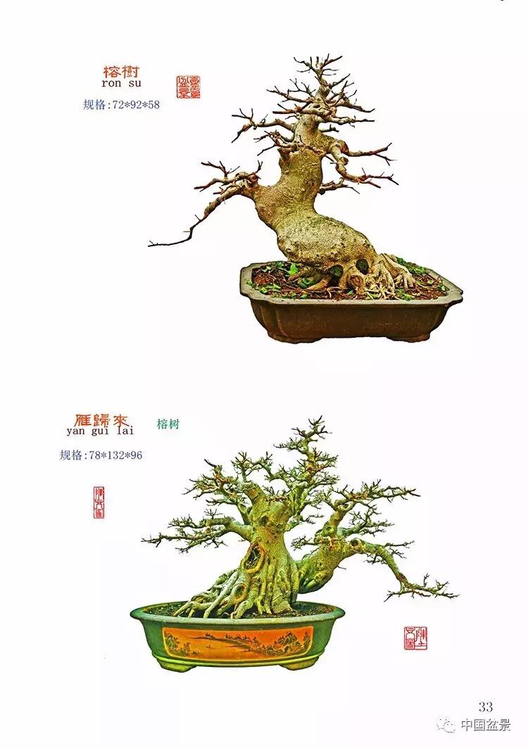 陈文图老师,陈文图盆景欣赏