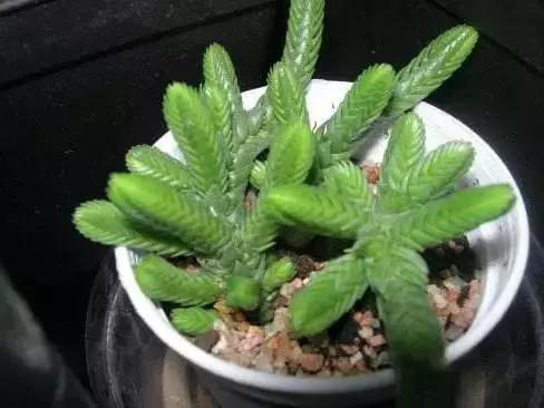 推荐轻松玩转100种常见多肉植物,700种多肉植物图鉴pdf百度云