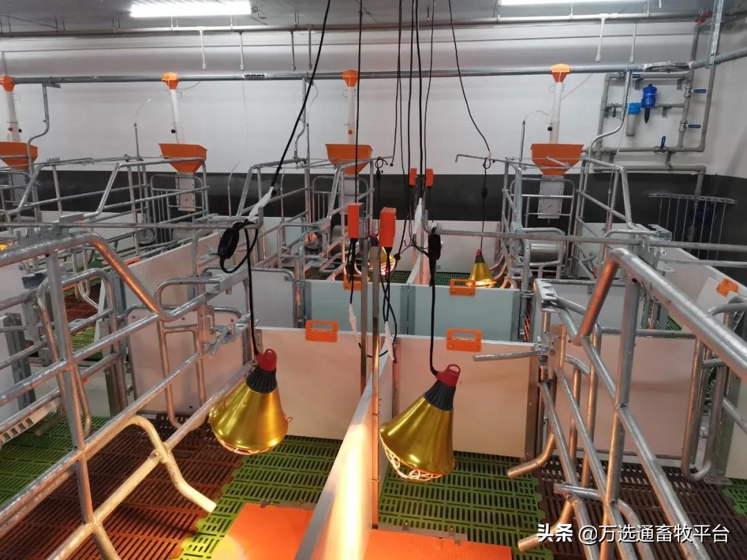 温暖相约“小红豆”,助力猪场新发展