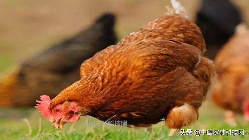 春节快到了买年货注意什么,过年海鲜干货类年货必备