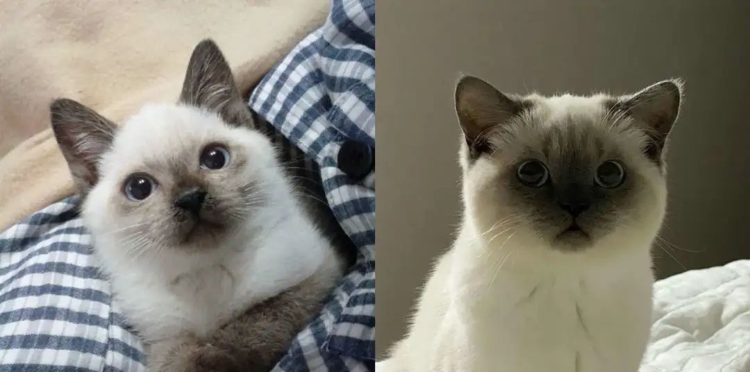 煤老板爆红完整版,煤老板ins