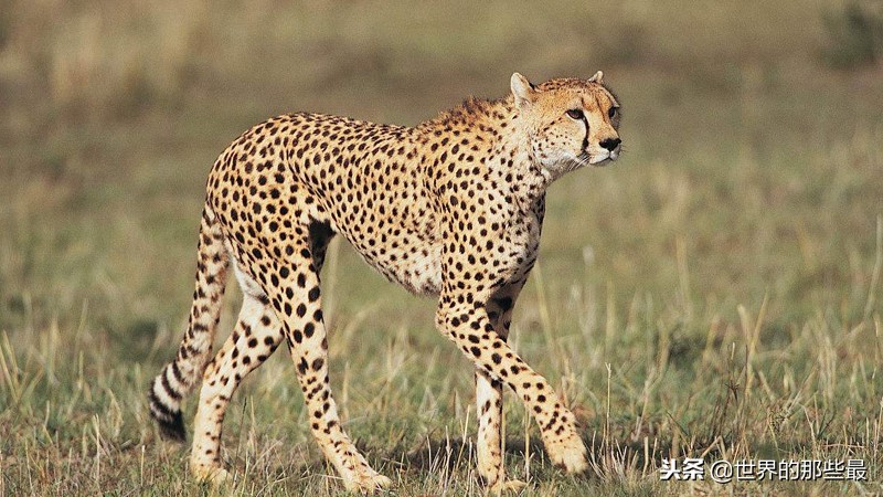 史上最凶猛的老虎捕食猎物,老虎捕食哪里的老虎最厉害